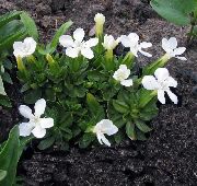 Hořce, Tolitovitý bílá Květina