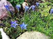 gaiši zils Zieds Ķīniešu Genciāna (Gentiana  sino-ornata) foto