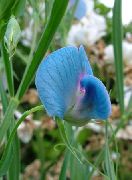 azul claro Flor Guisante De Olor (Lathyrus odoratus) foto