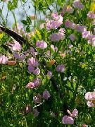 sārts Zieds Saldie Zirņi (Lathyrus odoratus) foto