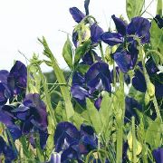 zils Zieds Saldie Zirņi (Lathyrus odoratus) foto