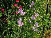 ceriņi Zieds Saldie Zirņi (Lathyrus odoratus) foto