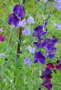 purpurs Zieds Saldie Zirņi (Lathyrus odoratus) foto
