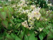 Longspur Epimedium, Barrenwort თეთრი ყვავილების