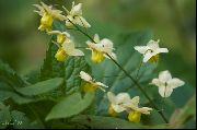 Longspur Epimedium, Barrenwort dzeltens Zieds