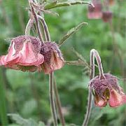 garden flowers claret Water Avens, Bog Avens, Cure All Geum rivale  photos, description, cultivation and planting, care and watering