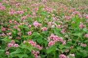 garden flowers pink Buckwheat  Fagopyrum esculentum  photos, description, cultivation and planting, care and watering