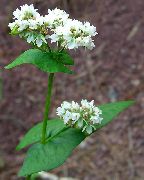 garden flowers white Buckwheat  Fagopyrum esculentum  photos, description, cultivation and planting, care and watering