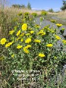 garden flowers white Curly Cup Gumweed Grindelia squarrosa  photos, description, cultivation and planting, care and watering