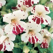 Monkey Flower თეთრი ყვავილების