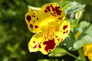 żółty Kwiat Mimulus Hybrydowy (Mimulyus)  zdjęcie