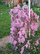 Delphinium ვარდისფერი ყვავილების