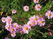 Dendranthema ვარდისფერი ყვავილების