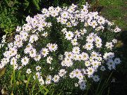 Dendranthema biela Kvetina