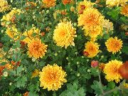 Dendranthema oranžna Cvet