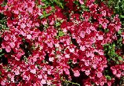 Diascia, Twinspur roșu Floare