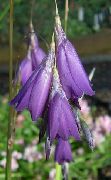 пурпурен Цвете Ангел Въдица, Вълшебна Пръчица, Wandflower (Dierama) снимка
