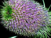 Черсак (Діпсакус) бузковий Квітка