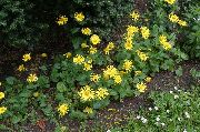 keltainen Kukka Itävallan Pantterin Kirous (Doronicum austriacum) kuva
