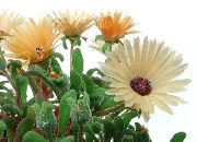 Livingstone Daisy oranžna Cvet
