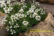 hvid Blomst Draba  foto
