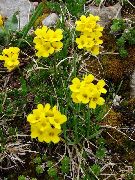 keltainen Kukka Draba  kuva