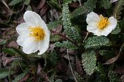 bijela Cvijet Avens (Dryas) foto