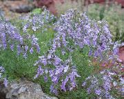 Teucrium syrin Blomst