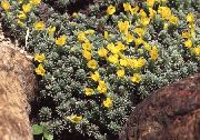 gul Blomst Douglasia, Rocky Mountain Dverg-Kusymre, Vita  bilde