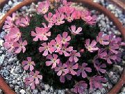 rosa Blomst Douglasia, Rocky Mountain Dverg-Kusymre, Vita  bilde