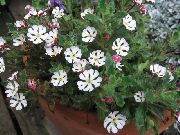 Zaluzianskya, Νύχτα Phlox λευκό λουλούδι