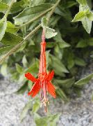 oranžový Květina Narrowleaf Kalifornii Fuchsie, Starobylý Fuchsie, Kolibřík Trubka (Zauschneria) fotografie