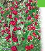vermelho Flor Varas De Morango (Chenopodium foliosum) foto
