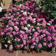 декоративные садовые цветы розовые Иберис фото, описание, выращивание и посадка, уход и полив