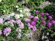 декоративные садовые цветы сиреневые Иберис фото, описание, выращивание и посадка, уход и полив