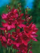 Ixia წითელი ყვავილების