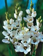 hvit Blomst Kiotari (Ixia) bilde