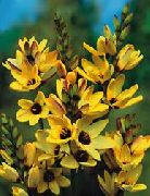 žlutý Květina Ixia  fotografie