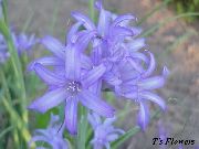 blau Blume Lily-Of-The-Altai, Lavendel Berglilie, Sibirischer Lilie, Hellblau Berg Lilie, Lilie Weinstein (Ixiolirion) foto