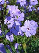 甜威廉捕虫草，没有那么漂亮，玫瑰天堂 紫丁香 花