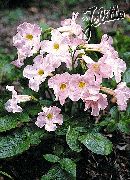 Hardy Gloxinia ვარდისფერი ყვავილების
