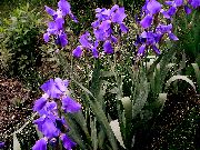 purper Bloem Iris (Iris barbata) foto
