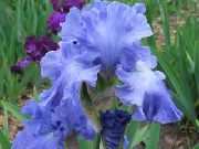 azul claro Flor Iris (Iris barbata) foto