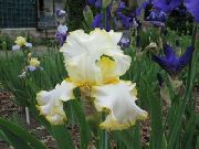 жълт Цвете Ирис (Iris barbata) снимка