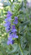 ღია ლურჯი ყვავილების უსუპი (Hyssopus officinalis) ფოტო