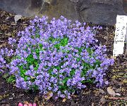 декоративные садовые цветы голубые Истод известковый и стелящийся фото, описание, выращивание и посадка, уход и полив