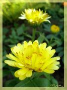 žlutý Květina Měsíček Lékařský (Calendula officinalis) fotografie