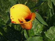 pomarańczowy Kwiat Calla  zdjęcie
