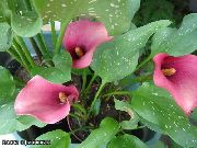马蹄莲，百合阿鲁姆 粉红色 花