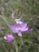 halványlila Virág Fű Rózsaszín Orchidea (Calopogon) fénykép